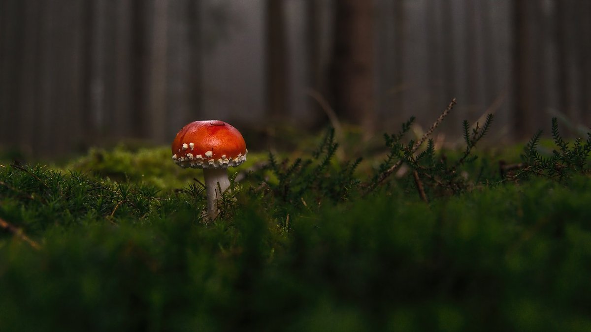 Photography tips for woodland light and mist